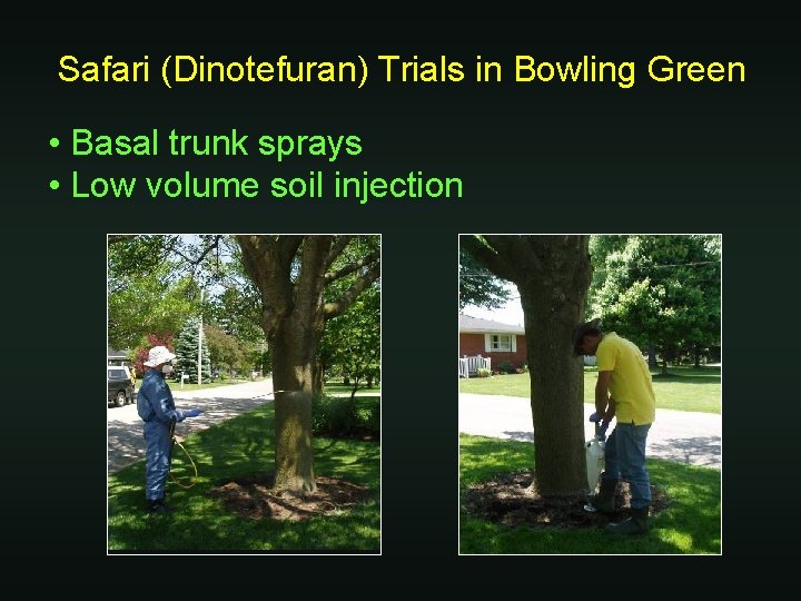 Safari (Dinotefuran) Trials in Bowling Green • Basal trunk sprays • Low volume soil