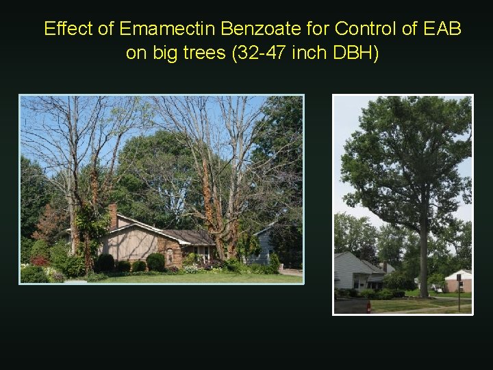 Effect of Emamectin Benzoate for Control of EAB on big trees (32 -47 inch