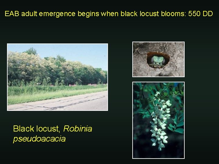 EAB adult emergence begins when black locust blooms: 550 DD Black locust, Robinia pseudoacacia
