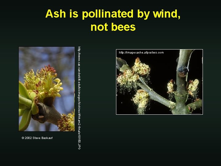 Ash is pollinated by wind, not bees http: //www. cas. vanderbilt. edu/bioimages/biohires/f/hfram 2 -flmale
