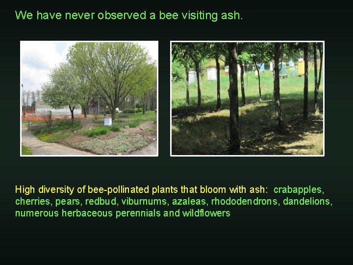 We have never observed a bee visiting ash. High diversity of bee-pollinated plants that