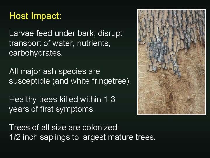 Host Impact: Larvae feed under bark; disrupt transport of water, nutrients, carbohydrates. All major