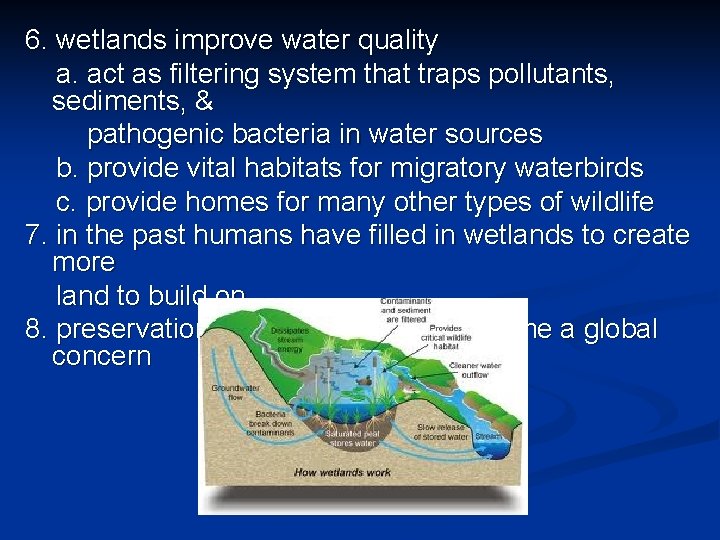 6. wetlands improve water quality a. act as filtering system that traps pollutants, sediments,