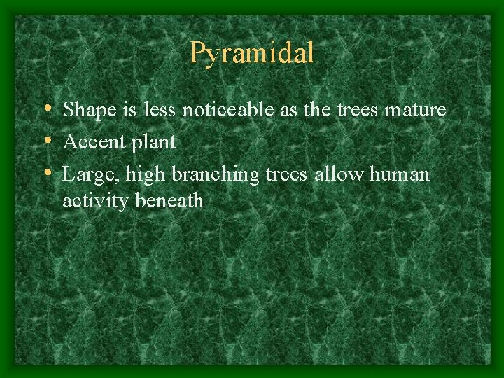 Pyramidal • Shape is less noticeable as the trees mature • Accent plant •