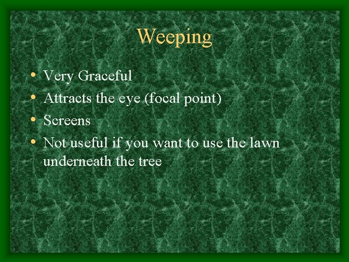 Weeping • • Very Graceful Attracts the eye (focal point) Screens Not useful if