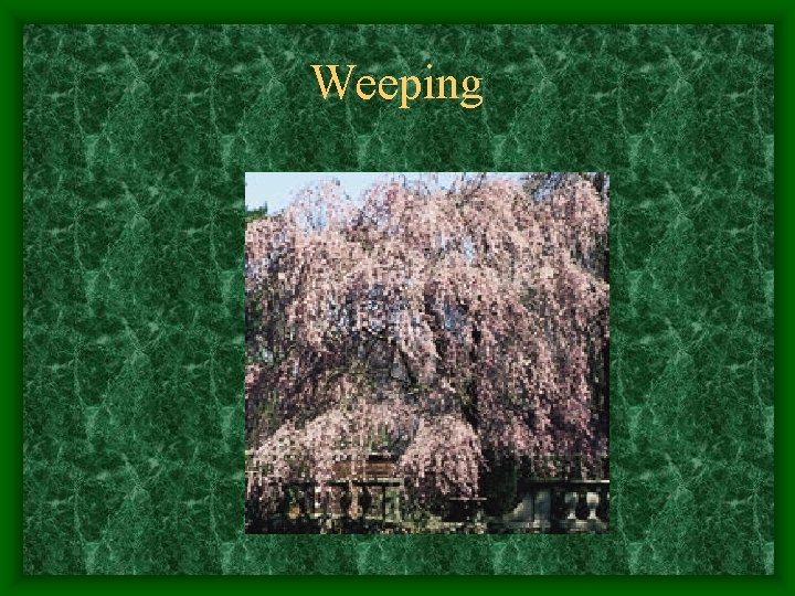 Weeping 