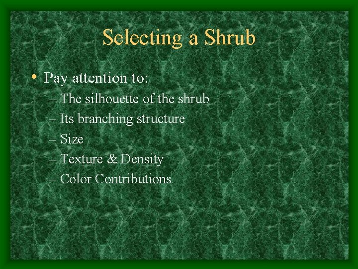 Selecting a Shrub • Pay attention to: – The silhouette of the shrub –
