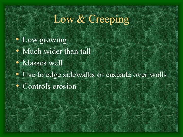 Low & Creeping • • • Low growing Much wider than tall Masses well