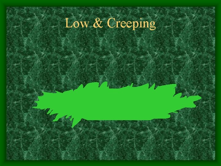 Low & Creeping 