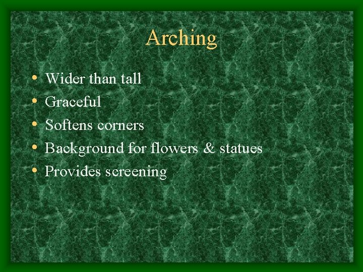Arching • • • Wider than tall Graceful Softens corners Background for flowers &