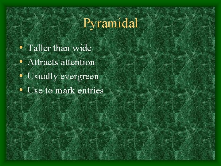 Pyramidal • • Taller than wide Attracts attention Usually evergreen Use to mark entries