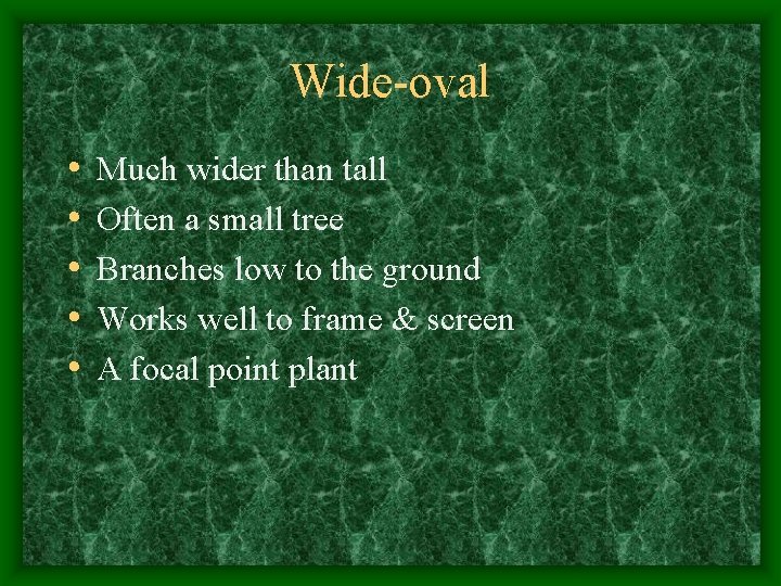 Wide-oval • • • Much wider than tall Often a small tree Branches low