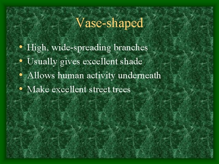 Vase-shaped • • High, wide-spreading branches Usually gives excellent shade Allows human activity underneath