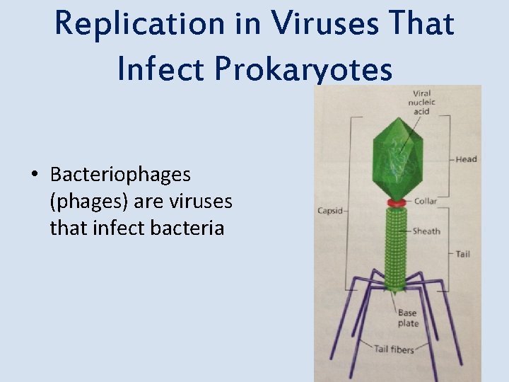 Replication in Viruses That Infect Prokaryotes • Bacteriophages (phages) are viruses that infect bacteria