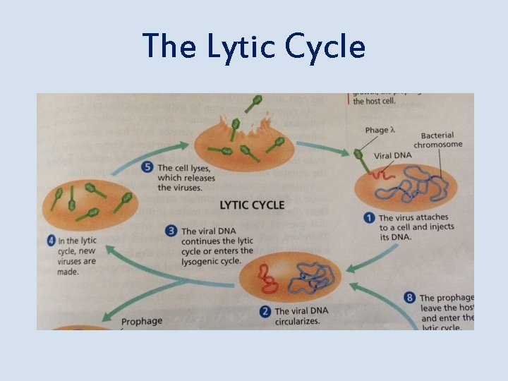 The Lytic Cycle 