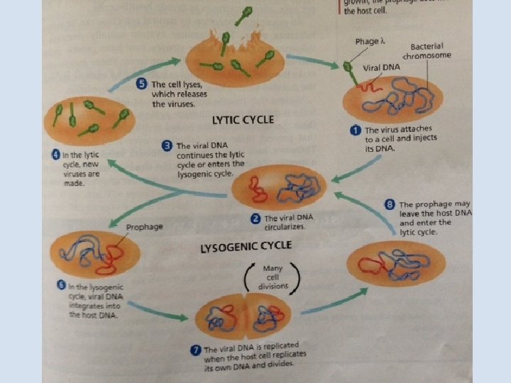 The Lysogenic Cycle 