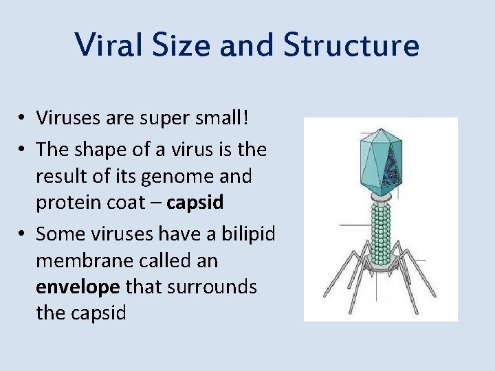 Viral Size and Structure • Viruses are super small! • The shape of a