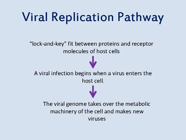 Viral Replication Pathway “lock-and-key” fit between proteins and receptor molecules of host cells A