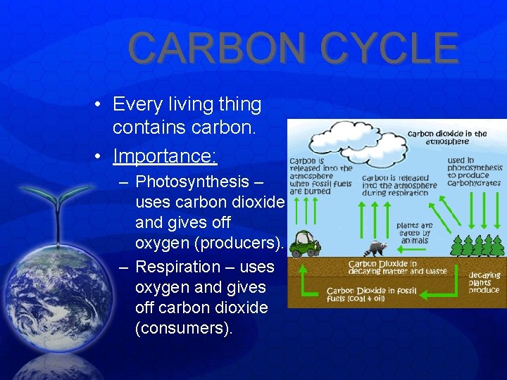 CARBON CYCLE • Every living thing contains carbon. • Importance: – Photosynthesis – uses CARBON CYCLE • Every living thing contains carbon. • Importance: – Photosynthesis – uses