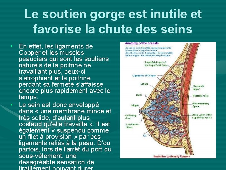 Le soutien gorge est inutile et favorise la chute des seins • En effet,