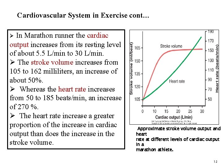 Cardiovascular System in Exercise cont… In Marathon runner the cardiac output increases from its