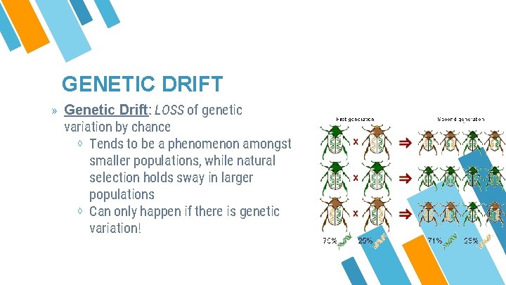 GENETIC DRIFT » Genetic Drift: LOSS of genetic variation by chance ⋄ Tends to