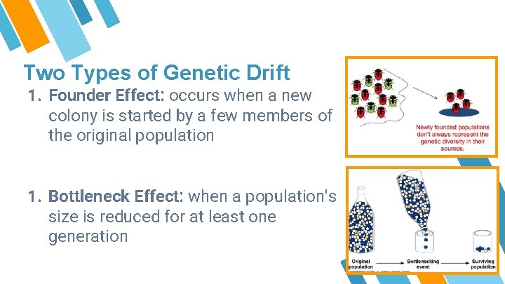 Two Types of Genetic Drift 1. Founder Effect: occurs when a new colony is