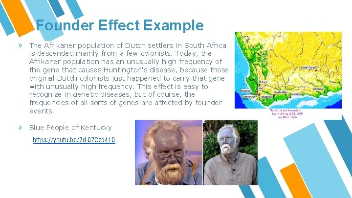 Founder Effect Example » The Afrikaner population of Dutch settlers in South Africa is