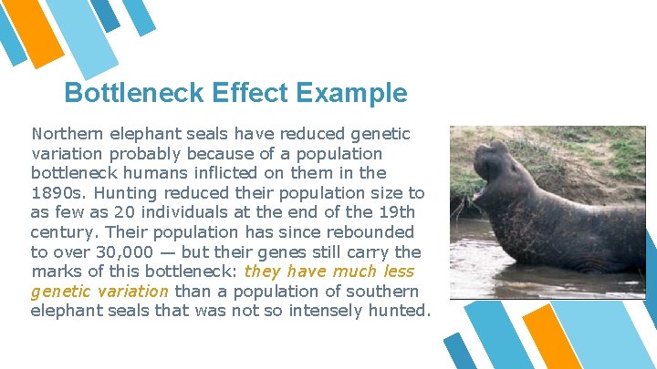 Bottleneck Effect Example Northern elephant seals have reduced genetic variation probably because of a