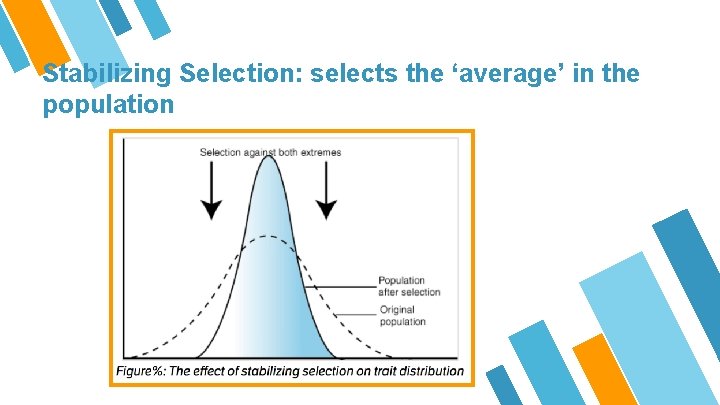 Stabilizing Selection: selects the ‘average’ in the population 