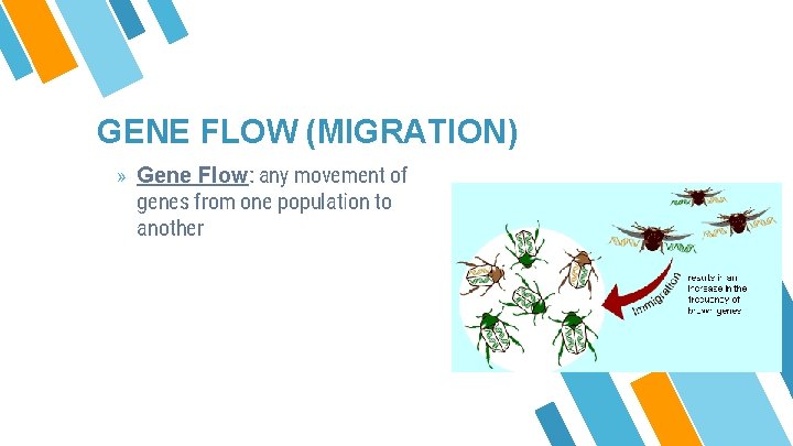 GENE FLOW (MIGRATION) » Gene Flow: any movement of genes from one population to