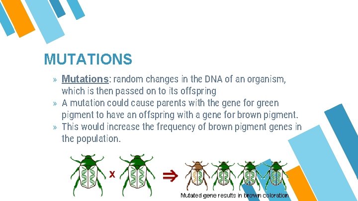 MUTATIONS » Mutations: random changes in the DNA of an organism, which is then