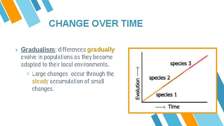 CHANGE OVER TIME » Gradualism: differences gradually evolve in populations as they become adapted