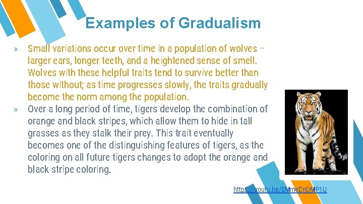 Examples of Gradualism » Small variations occur over time in a population of wolves