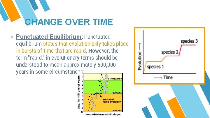 CHANGE OVER TIME » Punctuated Equilibrium: Punctuated equilibrium states that evolution only takes place