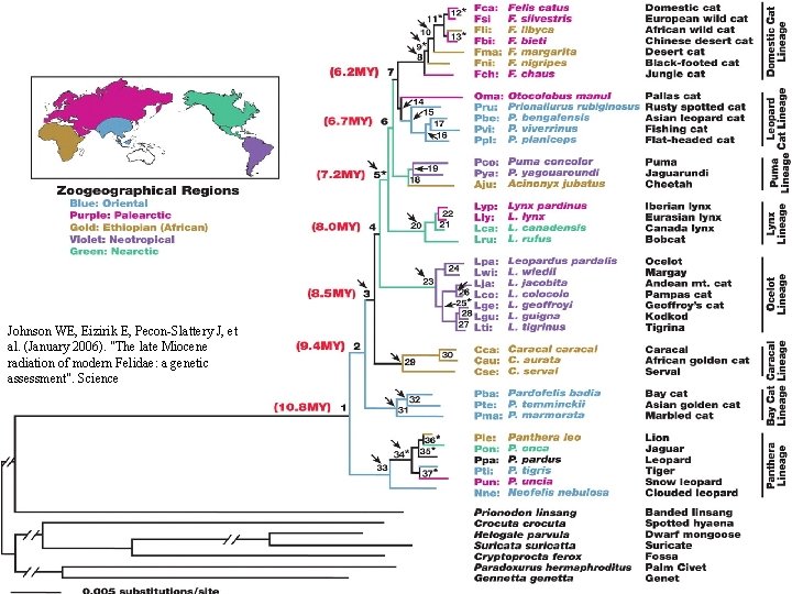 Johnson WE, Eizirik E, Pecon-Slattery J, et al. (January 2006). "The late Miocene radiation