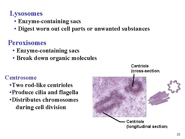 Lysosomes • Enzyme-containing sacs • Digest worn out cell parts or unwanted substances Peroxisomes