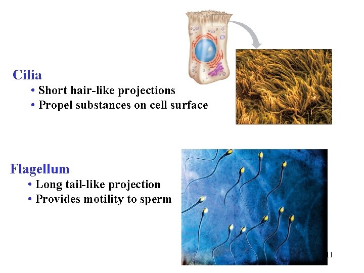 Cilia • Short hair-like projections • Propel substances on cell surface Flagellum • Long