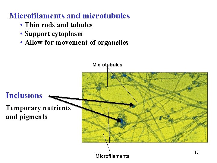 Microfilaments and microtubules • Thin rods and tubules • Support cytoplasm • Allow for