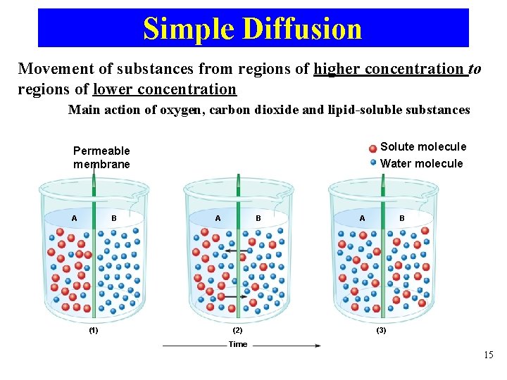 Simple Diffusion Movement of substances from regions of higher concentration to regions of lower