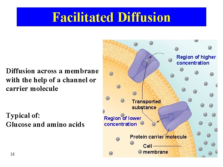 Facilitated Diffusion Region of higher concentration Diffusion across a membrane with the help of