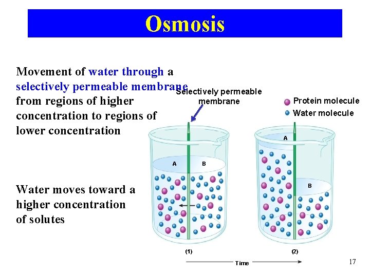 Osmosis Movement of water through a selectively permeable membrane Selectively permeable membrane from regions