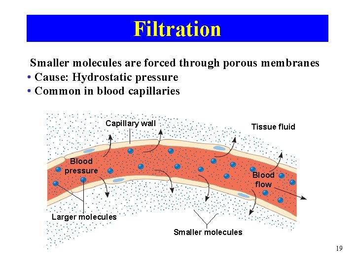 Filtration Smaller molecules are forced through porous membranes • Cause: Hydrostatic pressure • Common