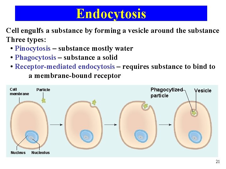 Endocytosis Cell engulfs a substance by forming a vesicle around the substance Three types: