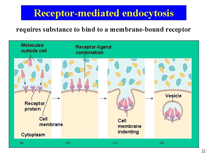 Receptor-mediated endocytosis requires substance to bind to a membrane-bound receptor Molecules outside cell Receptor-ligand