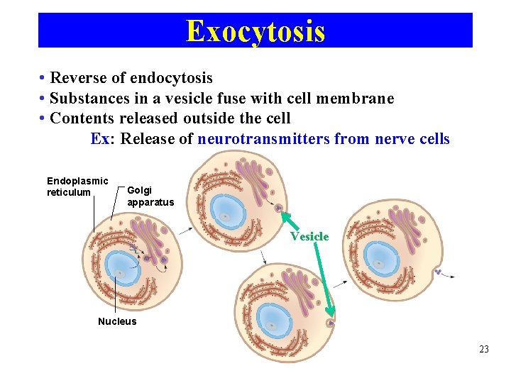 Exocytosis • Reverse of endocytosis • Substances in a vesicle fuse with cell membrane