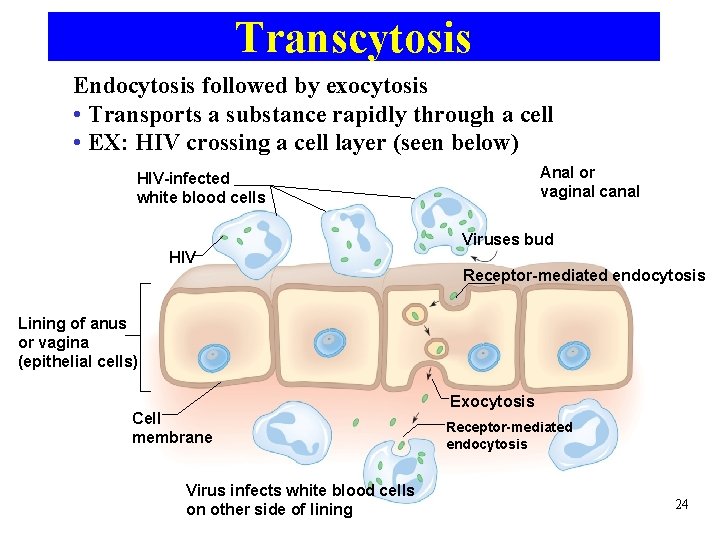 Transcytosis Endocytosis followed by exocytosis • Transports a substance rapidly through a cell •