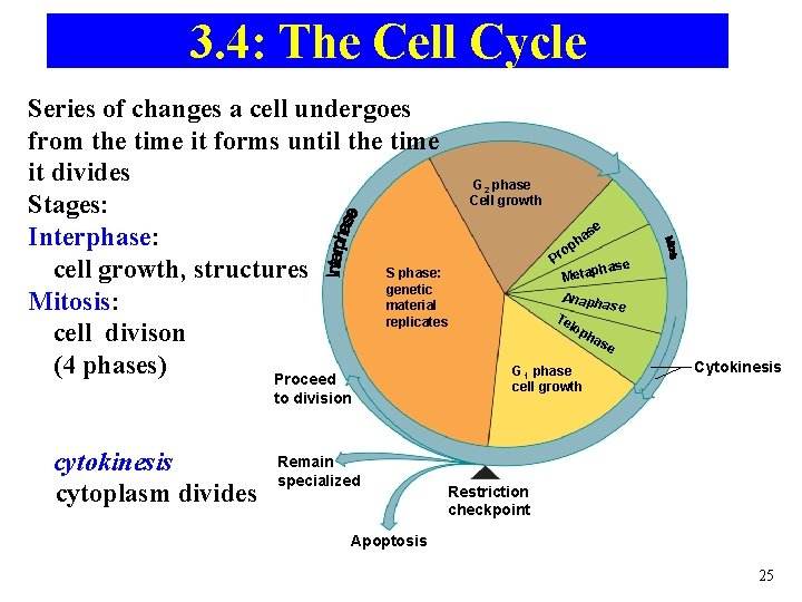 3. 4: The Cell Cycle Series of changes a cell undergoes from the time