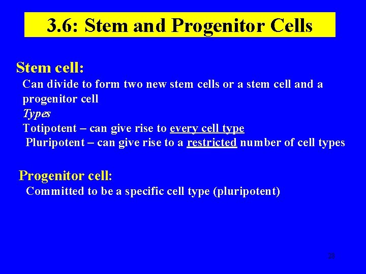 3. 6: Stem and Progenitor Cells Stem cell: Can divide to form two new