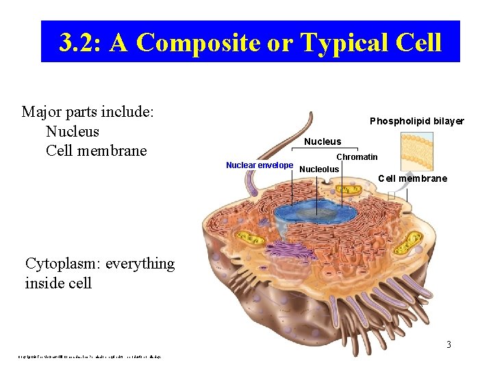 3. 2: A Composite or Typical Cell Major parts include: Nucleus Cell membrane Phospholipid